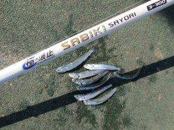 今年も田ノ浦でイワシが釣れ始めました♪