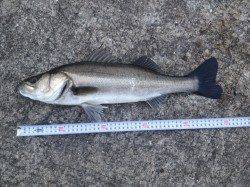 神戸第6防波堤シーバス情報