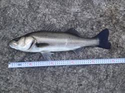 神戸第６防波堤シーバス情報