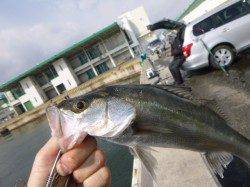 兵突RT、春ハネがスタート