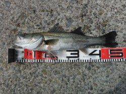 【出ました~年無しチヌ&ハネ】南芦屋浜