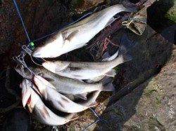 北風強いですが…泉大津ＲＴ　２日　昼