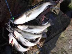 北風強いですが…泉大津ＲＴ　２日　昼