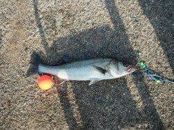 ハネ好調♪泉大津RT（3日・朝）