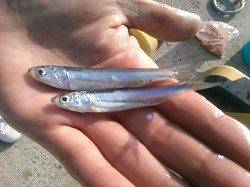 雑賀崎は今日もイワシが釣れています♪