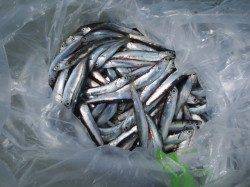 田ノ浦でもイワシが回遊！【３日】ＲＴ