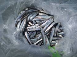 田ノ浦でもイワシが回遊！【３日】ＲＴ