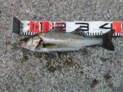 【今日もエビ撒きでハネ釣れました♪】南芦屋浜