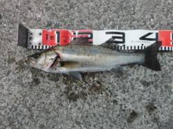 【今日もエビ撒きでハネ釣れました♪】南芦屋…