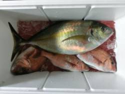 モンスターシマアジゲット