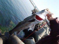 エビ撒きでスズキさん♪