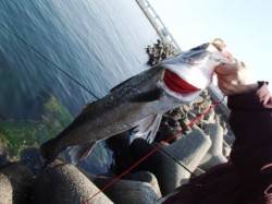 エビ撒きでスズキさん♪ 