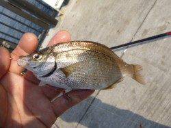 神戸空港キワキワサビキ