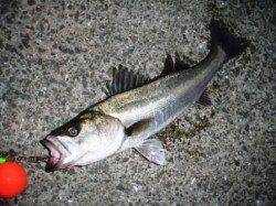 倉庫前でズボ釣り♪