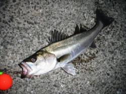 倉庫前でズボ釣り♪