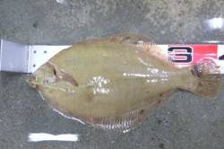 戻りカレイで座布団in前島周辺