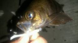 神戸空港メバリング！ライズ頻繁にあり！