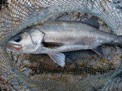 【芦屋年金クラブ】いよいよ始動！！