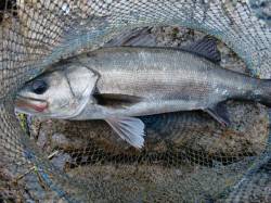 【芦屋年金クラブ】いよいよ始動！！