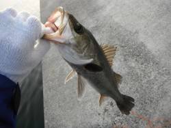  【ポカポカ陽気】西宮ケーソンＲＴ（９日）…