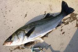 泉佐野食コン★貝塚水路リアルタイム