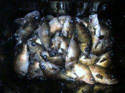 空港メバル絶好調！大事なのはウキの号数！！