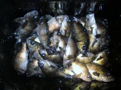 空港メバル絶好調！大事なのはウキの号数！！…