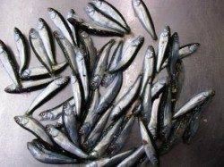 ファミリーにオススメ☆アブシン釣り♪