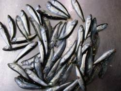 ファミリーにオススメ☆アブシン釣り♪