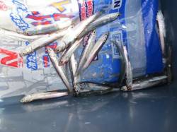 イワシ少なめ・・・ですが！【９日】田ノ浦Ｒ…