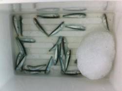 アブシン (゜∀゜)つキターin泉佐野