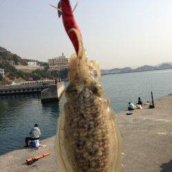 田ノ浦　コウイカエギング
