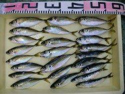 水軒鉄鋼団地でアジ回遊中!!