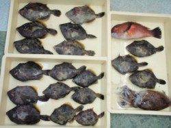 串本大島で投げカワハギ!!