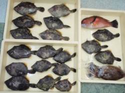 串本大島で投げカワハギ！！