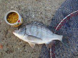 コーンでアタリ連発！紀ノ川ちぬ♪