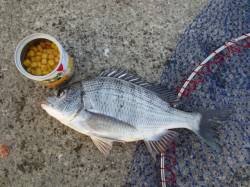 コーンでアタリ連発！紀ノ川ちぬ♪