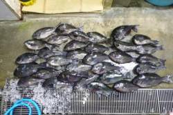 見老津でグレ爆釣っ!?
