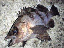 漁港周りでメバルゲーム