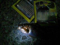 メバリング調査♪なんとか…＞＜；