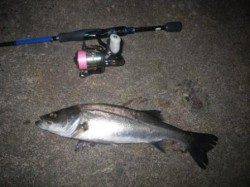 マイクロワインドで万能釣り♪