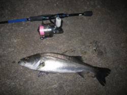 マイクロワインドで万能釣り♪