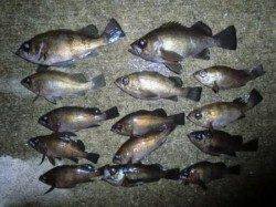 神戸空港、夜のメバル！シラサとシロウオ両方必