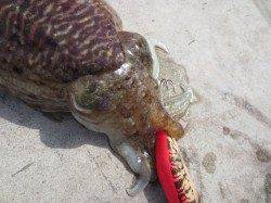 コウイカが良いです！【１６日】雑賀崎RT