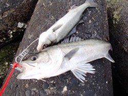 エビ撒き♪良い感じ！i泉大津RT！夕方