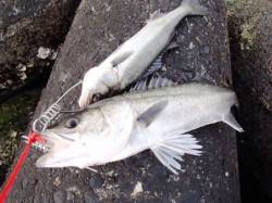 エビ撒き♪良い感じ！i泉大津RT！夕方