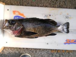 タルイチで尺メバル&ポン