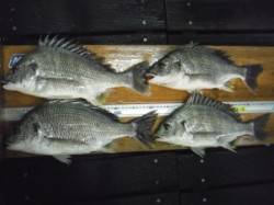 短時間でキビレ爆釣！！