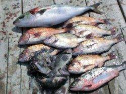 人気爆発！！海上釣堀IN水宝☆