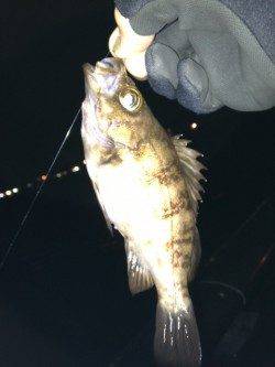 神戸空港のメバリング情報♪